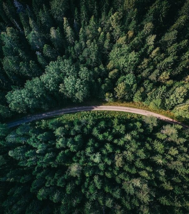 Overhead view of road in forest