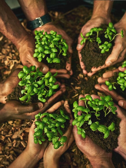 People in a circle holding soil and seedlings in their cupped hands, top view