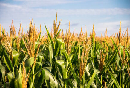 Cornfield on a sunny day