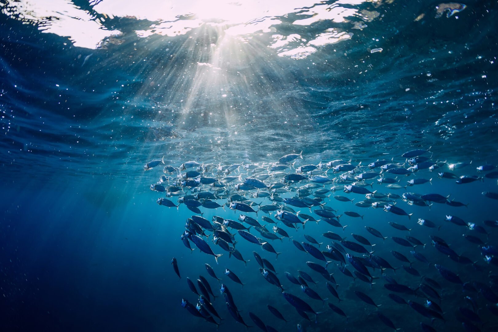 Fish swimming in ocean