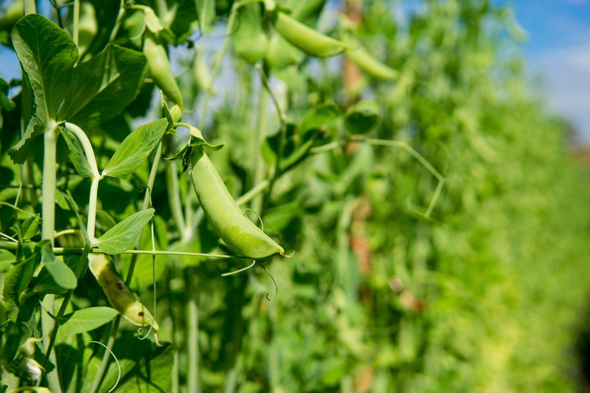 Field of peas on a bright day