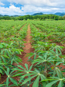 Field of cassava plants, representing cassava as an ingredient for plant-based meat