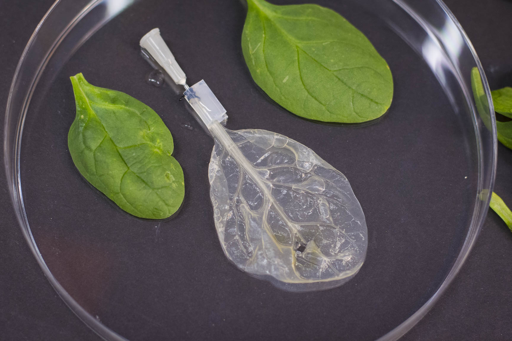 Decellularized spinach leaf