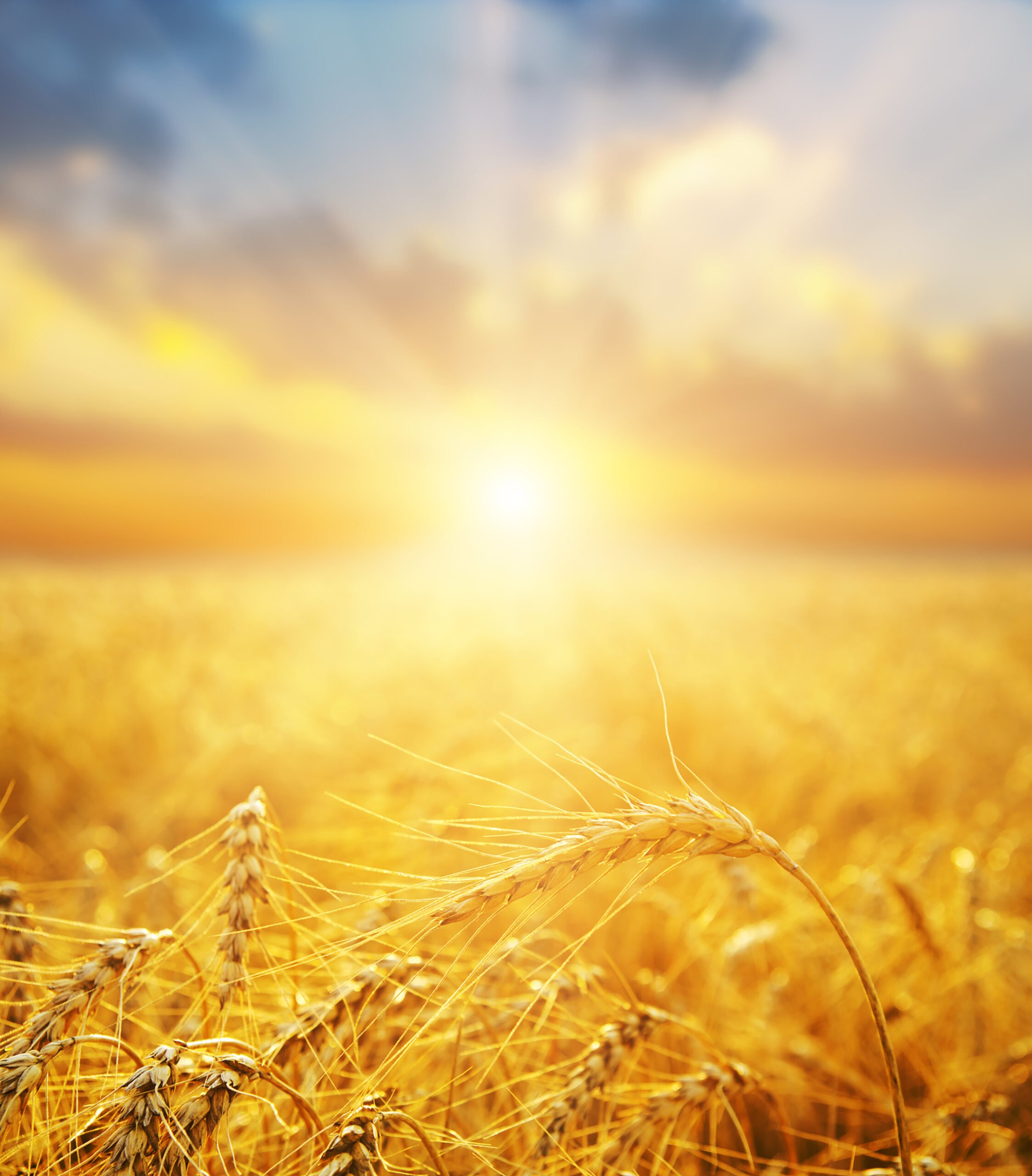 Golden wheat field and sunset