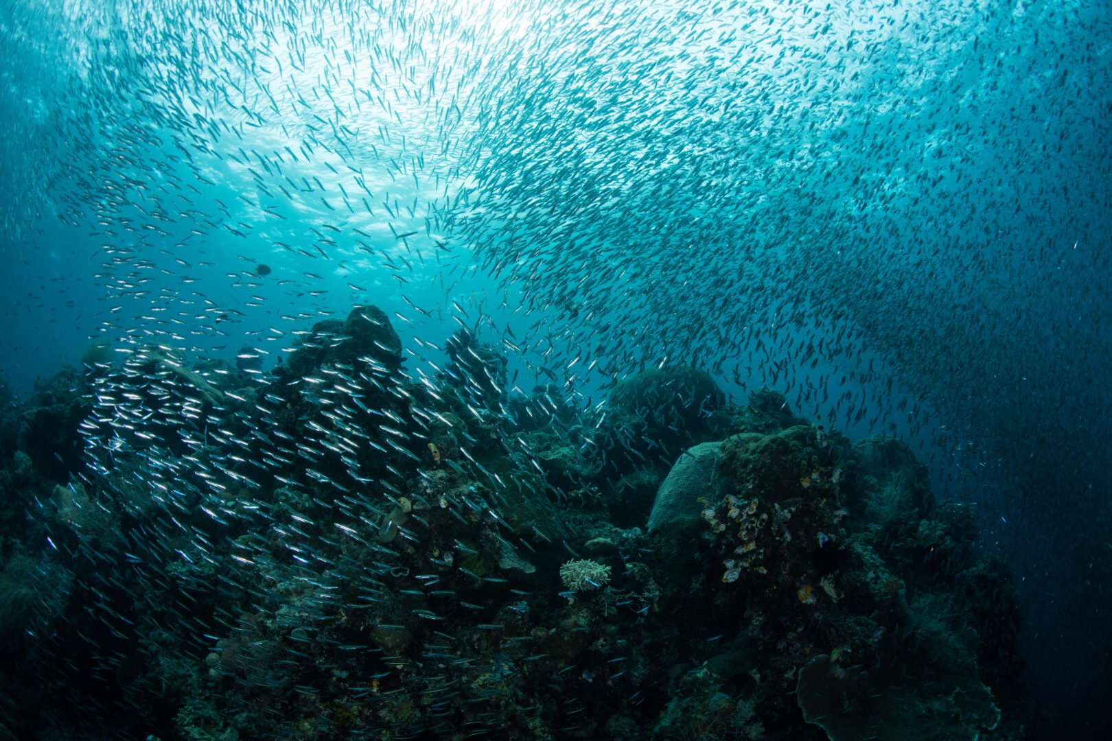 Climate change impact on marine reef environment with school of fish