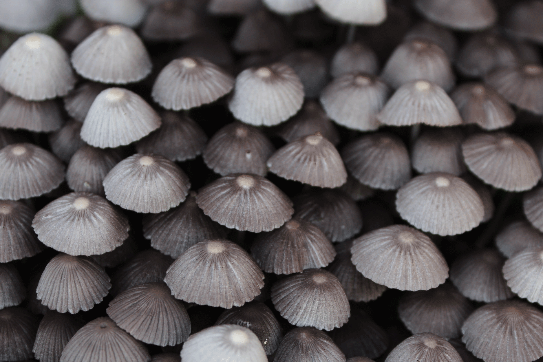 Group of grey mushrooms