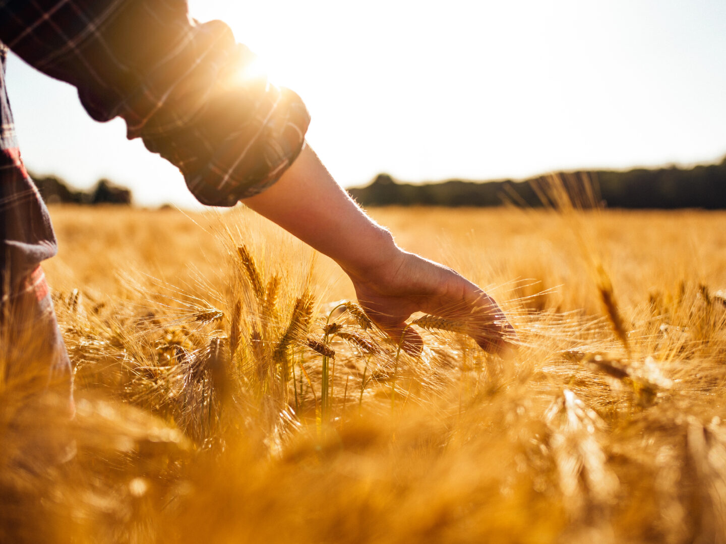 Man touching golden heads of wheat while walking through field