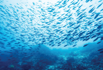 School of fish in ocean water