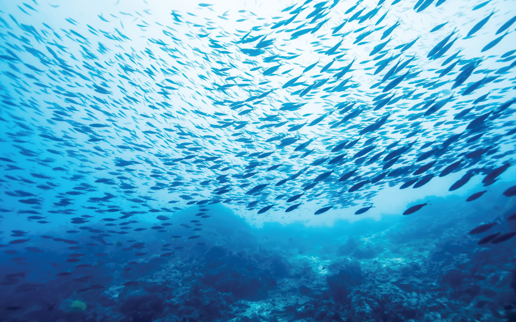 School of fish in ocean water