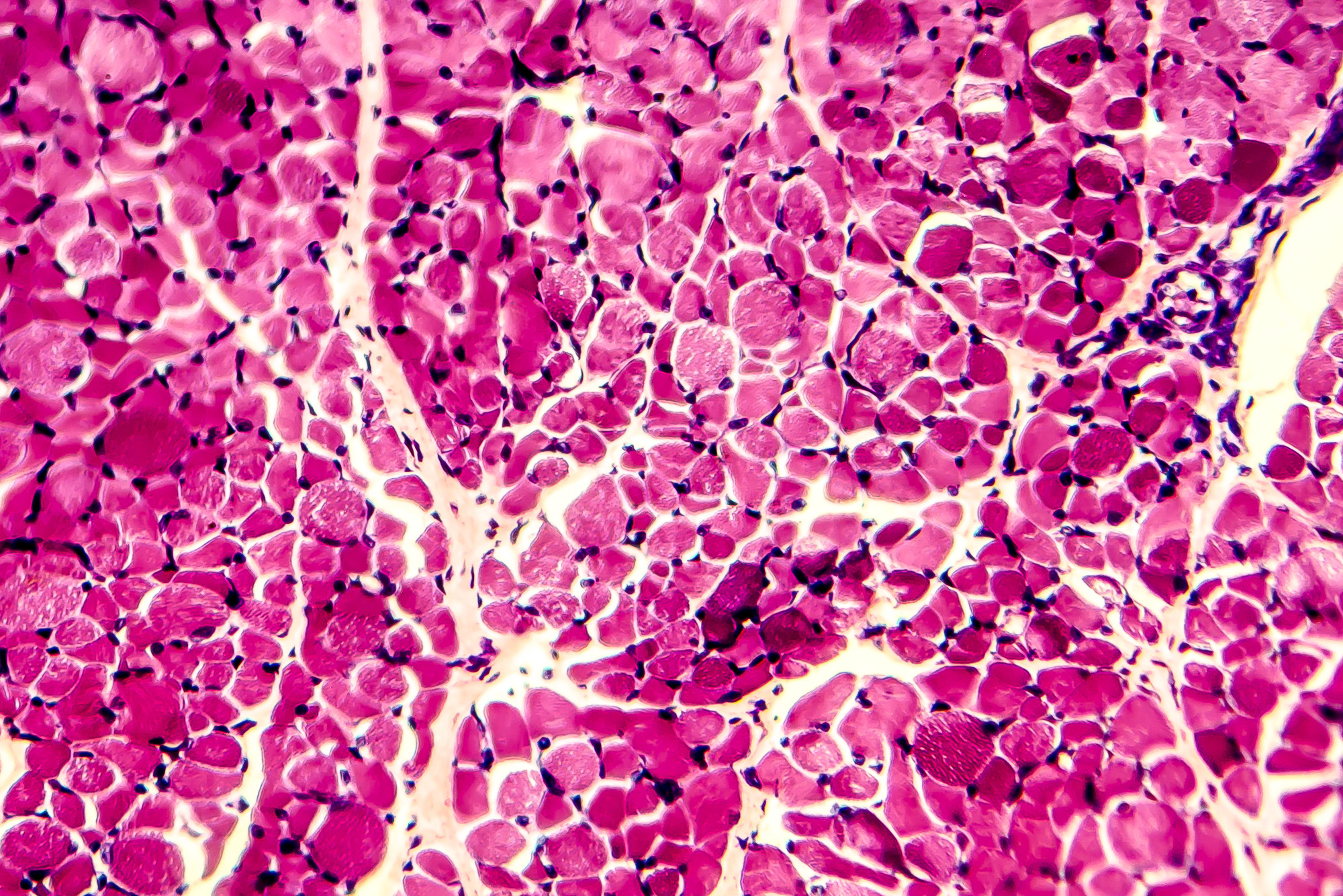 Образовательные ткани растений гистология. Эпителиальная ткань строение гистология. Гистология растений. White blood under microscope. Гистология растений.