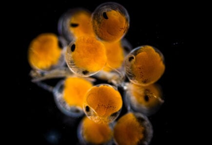 Spiny lobster eggs