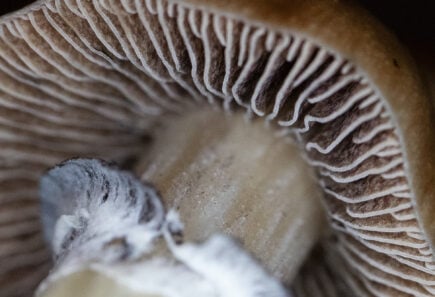 Close up of mushroom