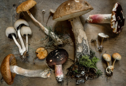 Assorted mushrooms