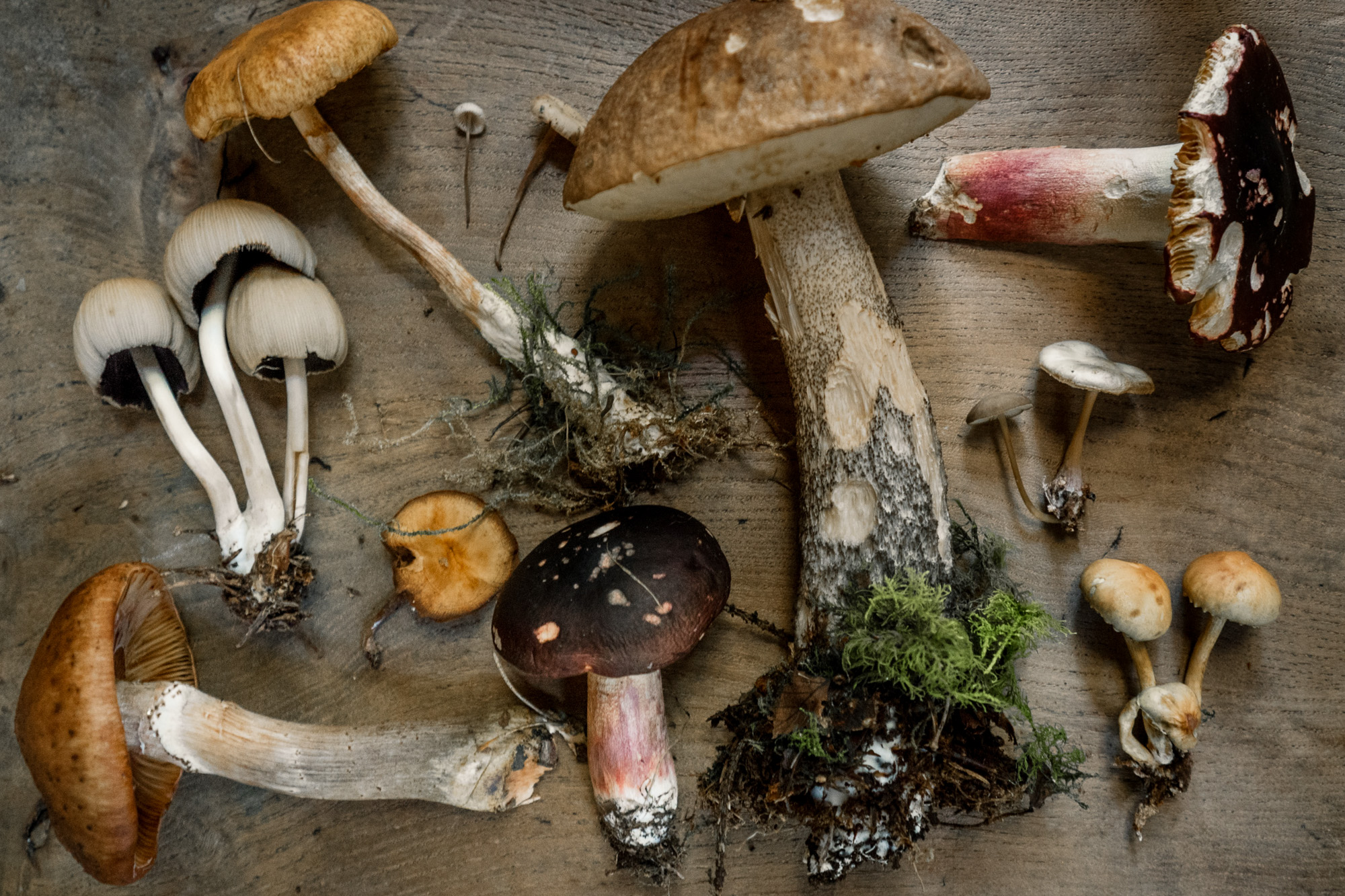Turning mushrooms into fish | Research | GFI