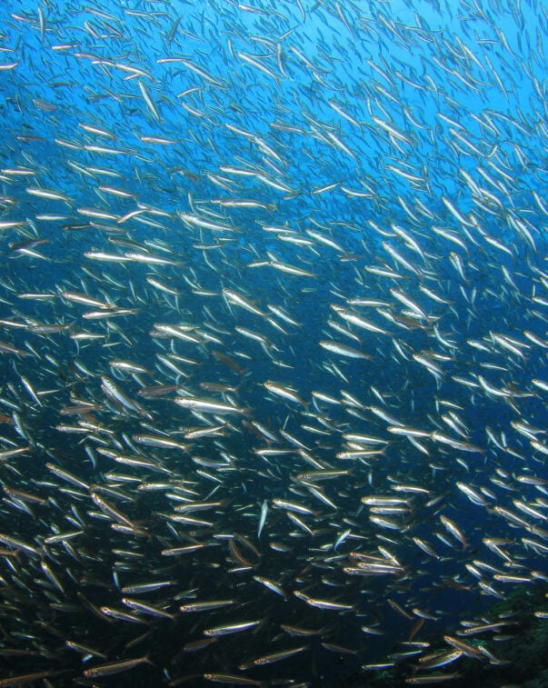 Sardines fish