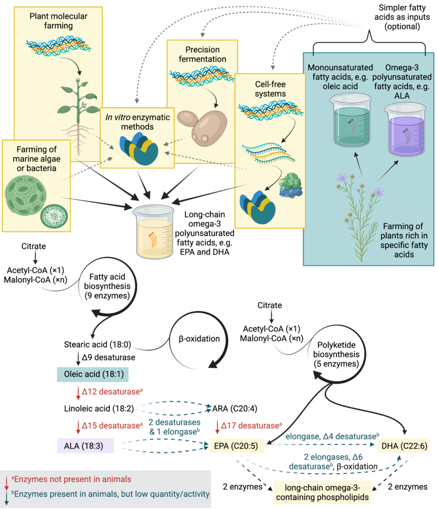 Top: diagram of possible methods for long-chain omega-3 fatty acid production. The methods shown are farming of marine algae or bacteria, plant molecular farming, precision fermentation, cell-free systems, and in vitro enzymatic methods. The latter may use purified enzymes created using any of the other four methods. Farming of plants rich in other fatty acids may optionally be used to provide inputs for precision fermentation, cell-free systems, or in vitro enzymatic methods. Bottom: simplified diagram of fatty acid synthesis pathways relevant to the production of long-chain omega-3 fatty acids. Fatty acid biosynthesis is a cyclical process, which ultimately produces saturated fatty acids such as stearic acid. These fatty acids are then desaturated and elongated to produce various mono- and polyunsaturated fatty acids. Enzymes not present in animals, or those with low activities or quantities, are indicated. The polyketide synthesis pathway is shown as an alternative route for production of long-chain omega-3 fatty acids such as epa and dha. A two-enzyme process incorporates fatty acids derived from either pathway into phospholipids.