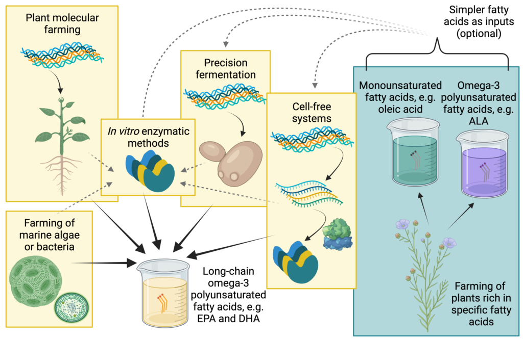 Diagram of possible methods for long-chain omega-3 fatty acid production. The methods shown are farming of marine algae or bacteria, plant molecular farming, precision fermentation, cell-free systems, and in vitro enzymatic methods. The latter may use purified enzymes created using any of the other four methods. Farming of plants rich in other fatty acids may optionally be used to provide inputs for precision fermentation, cell-free systems, or in vitro enzymatic methods.