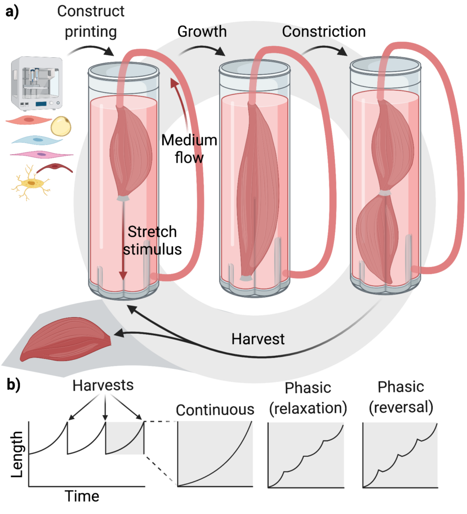 Hypothetical stretch bioreactor