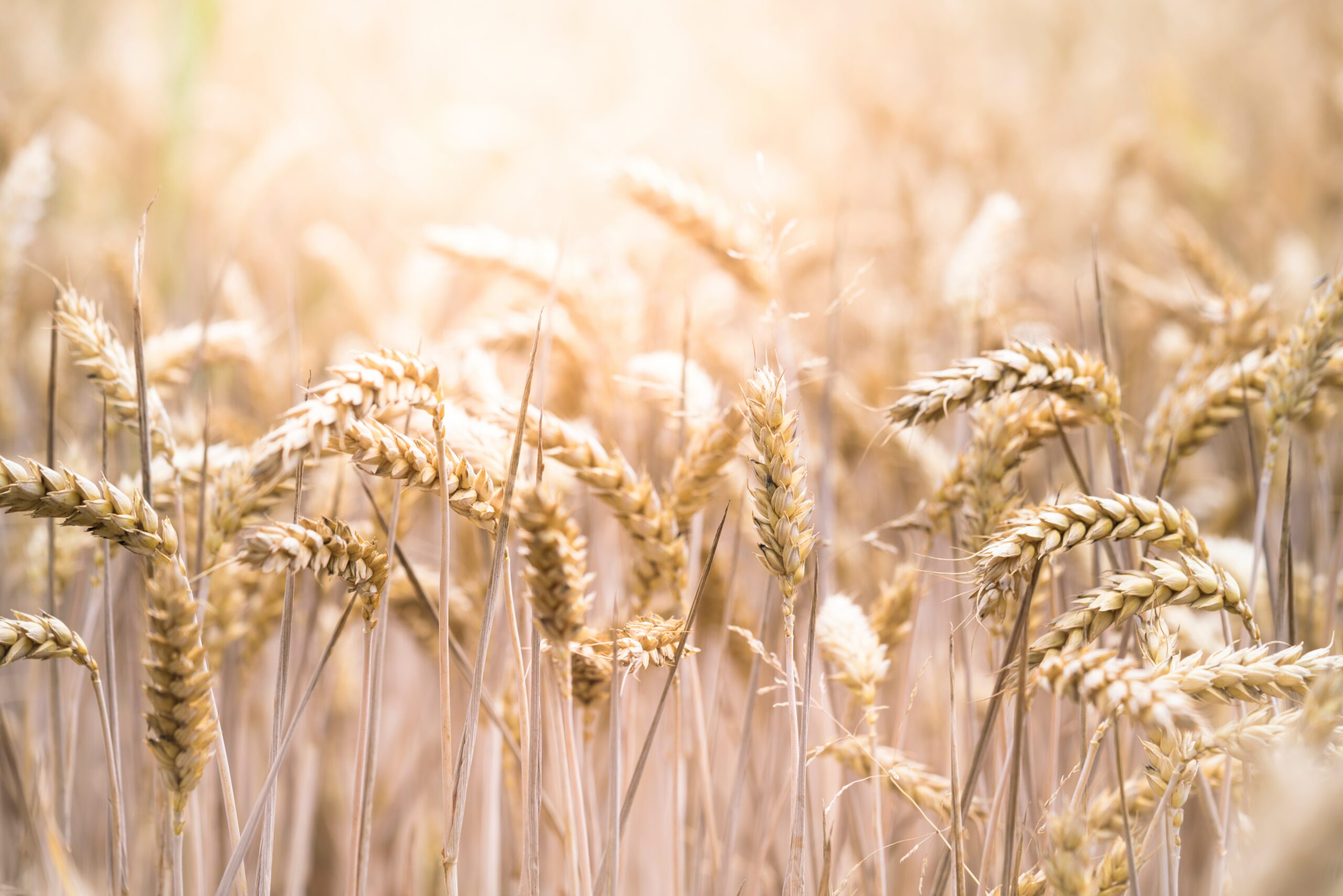 protein scale  Colorado Wheat