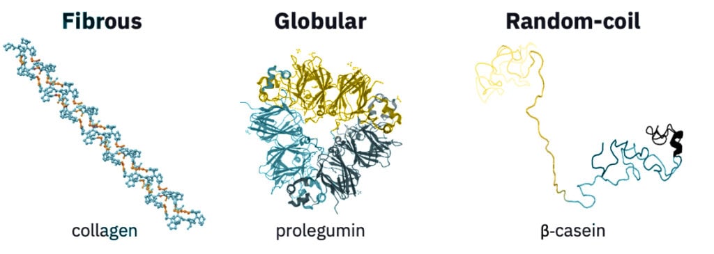 Representative fibrous, globular, and random-coil protein structures.