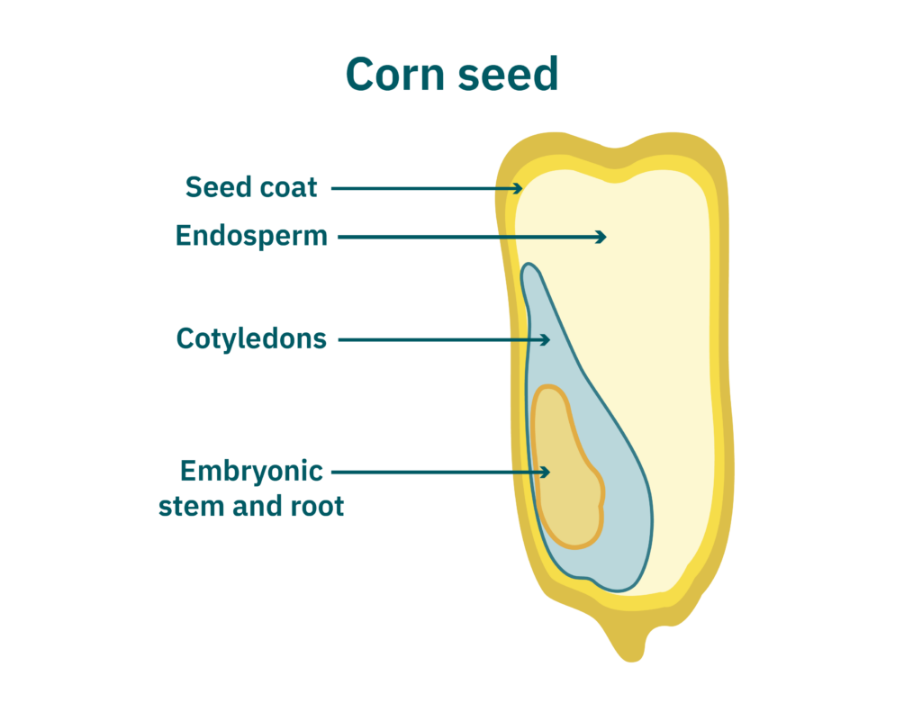 Monocot seed structure