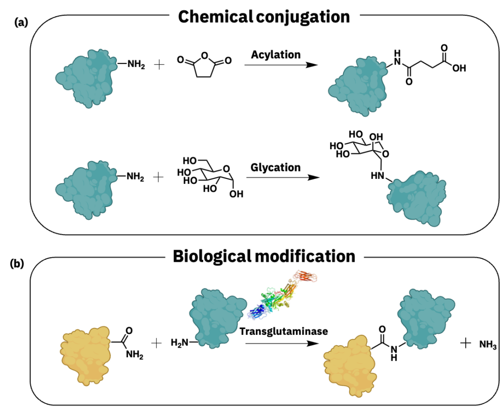 Examples of acylation and glycation conjugation reactions