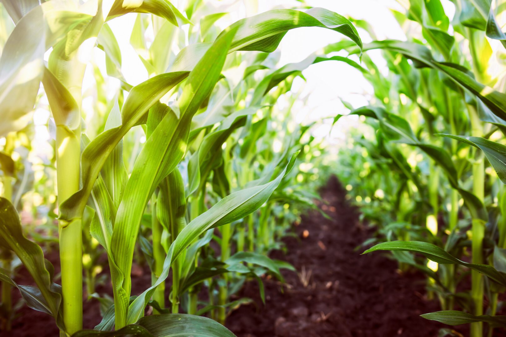 Closeup on field of corn