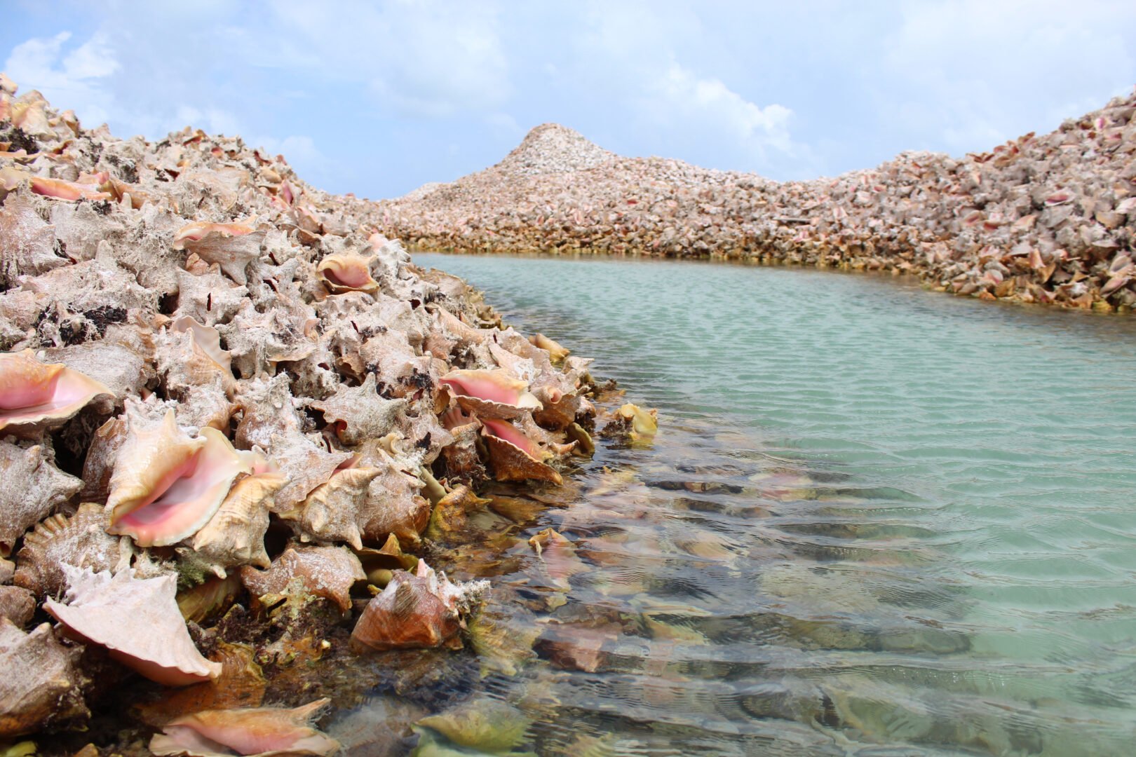 Https://gfi. Org/wp content/uploads/2022/04/conch middens photo credit fianna fluess