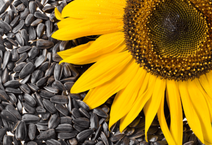 Sunflower and sunflower seeds