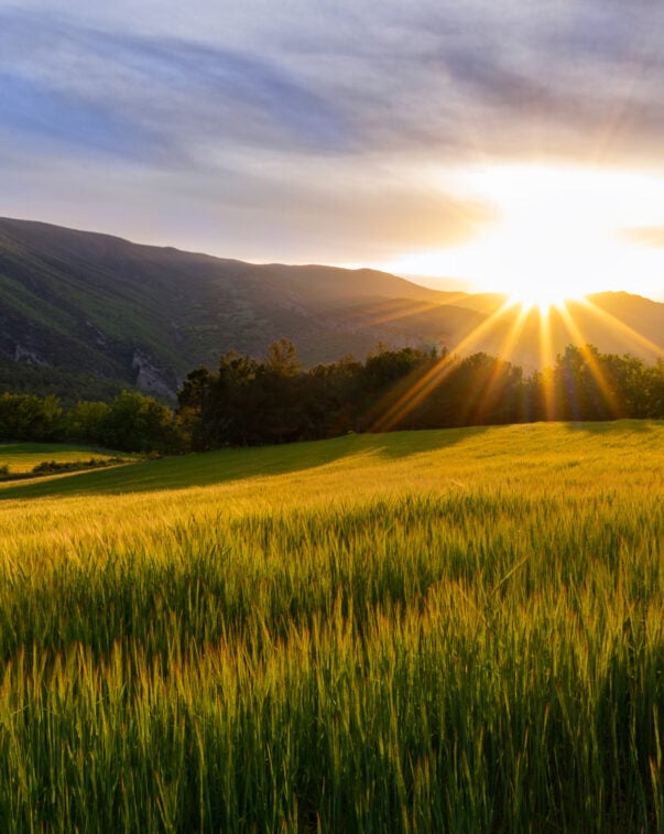 Photo of sunset over a field