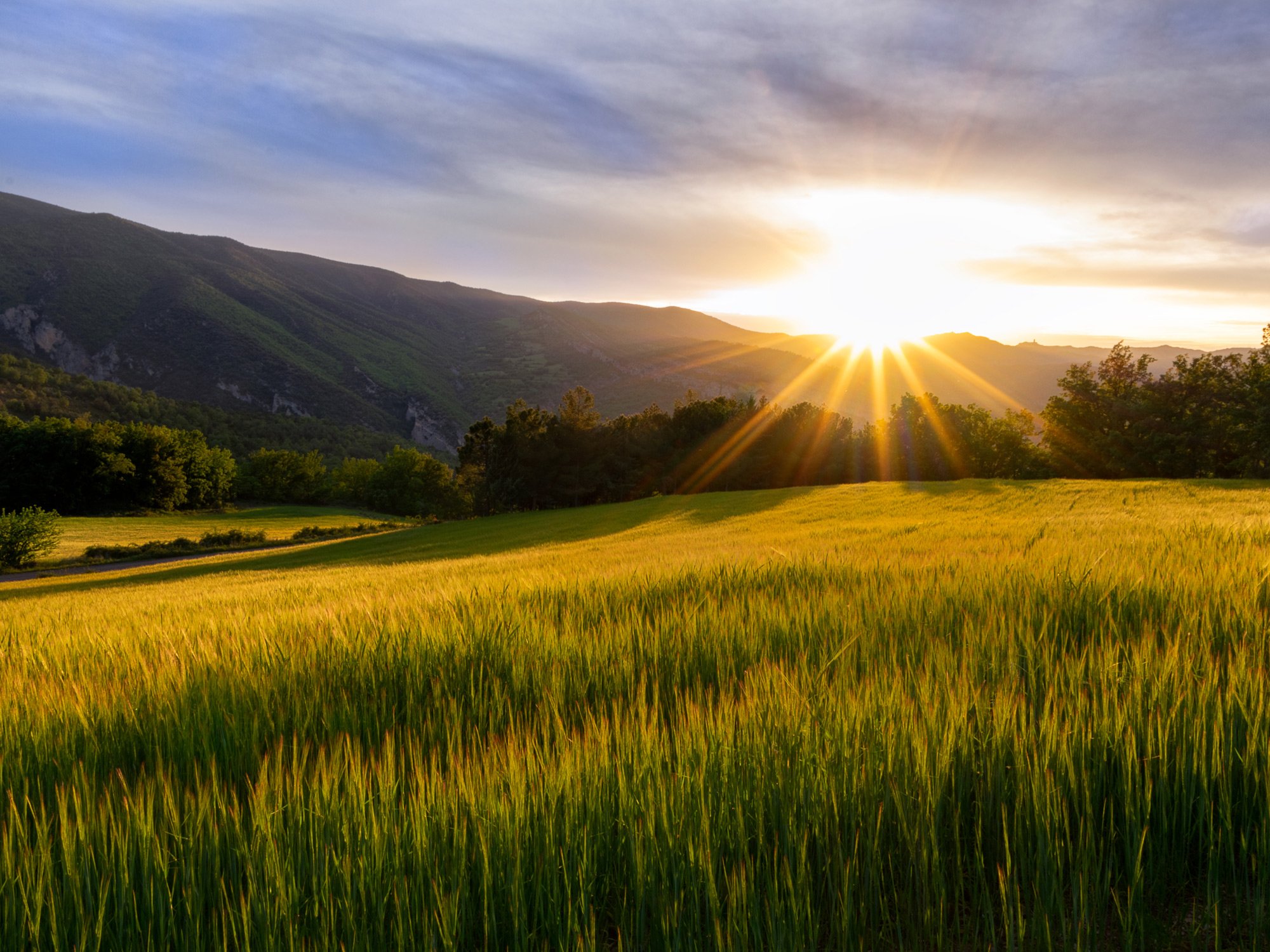 Photo of sunset over a field