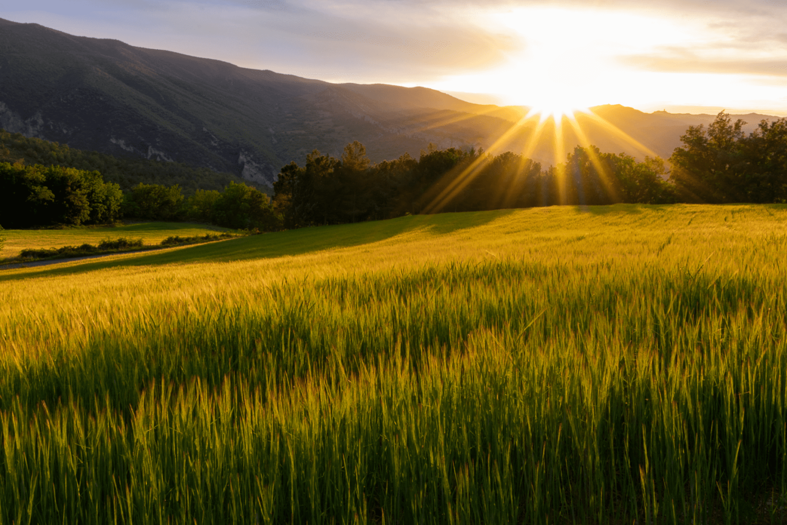 Field at sunset