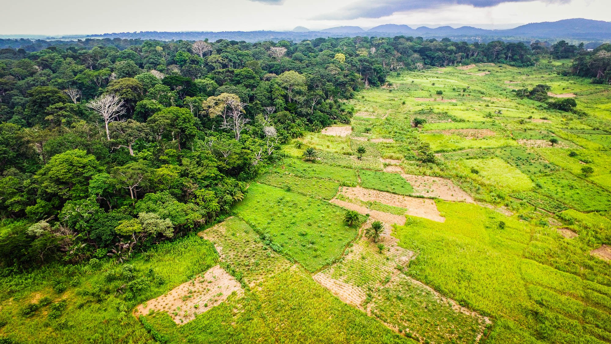 Aerial view of a transition forest area in bokito, cameroon.