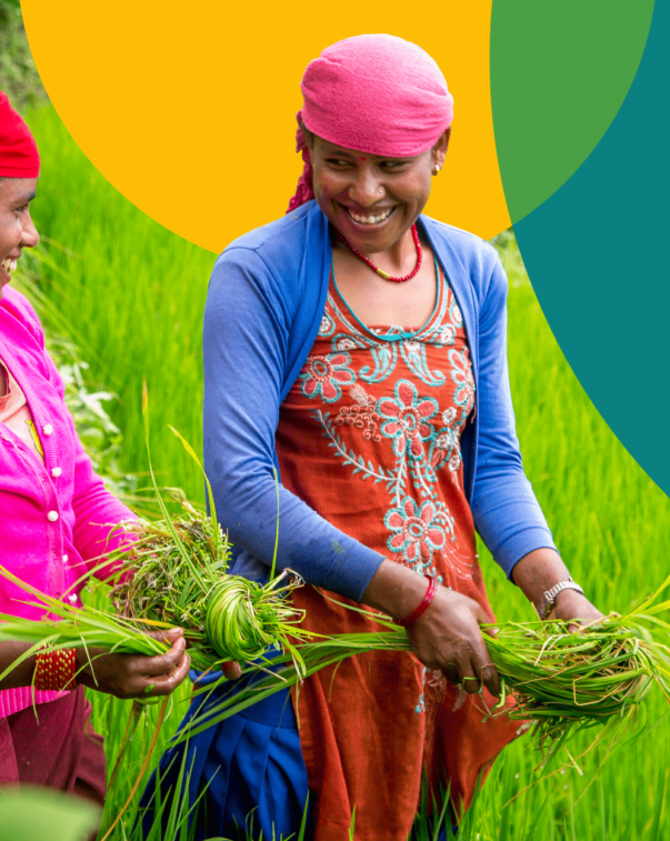 Climate solutions 5 Image of two women working in paddy fields