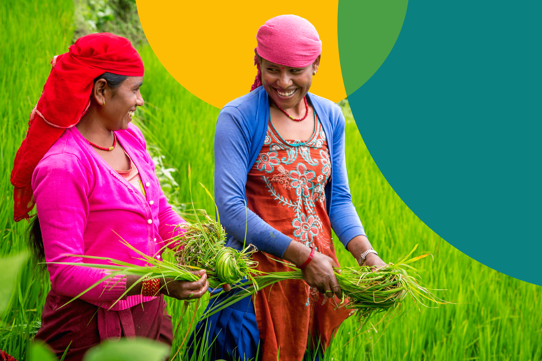 Image of two women working in paddy fields