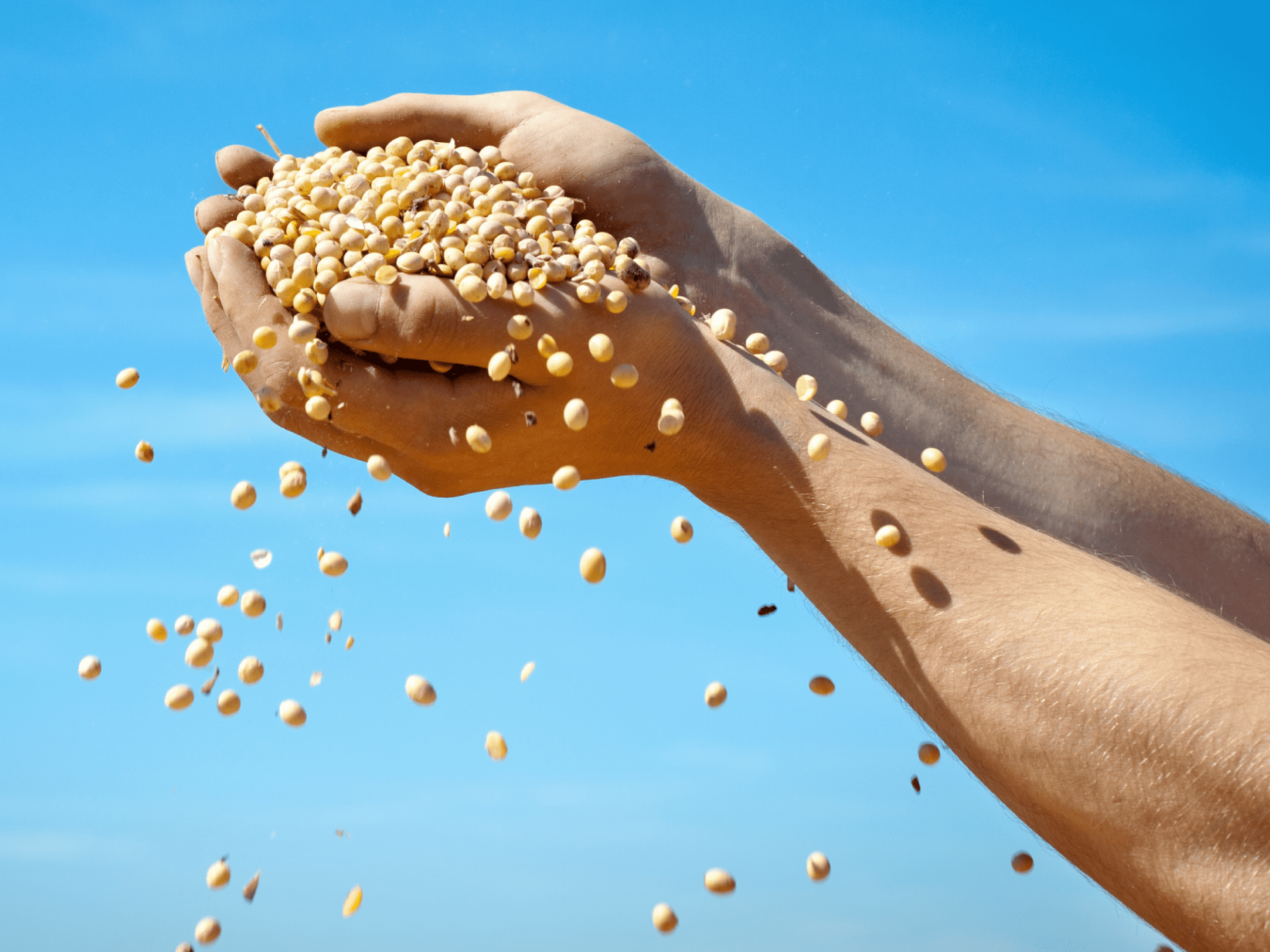 Climate solutions 3 Photo of hands holding lentils