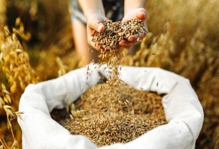 A photo of hands holding rice grains