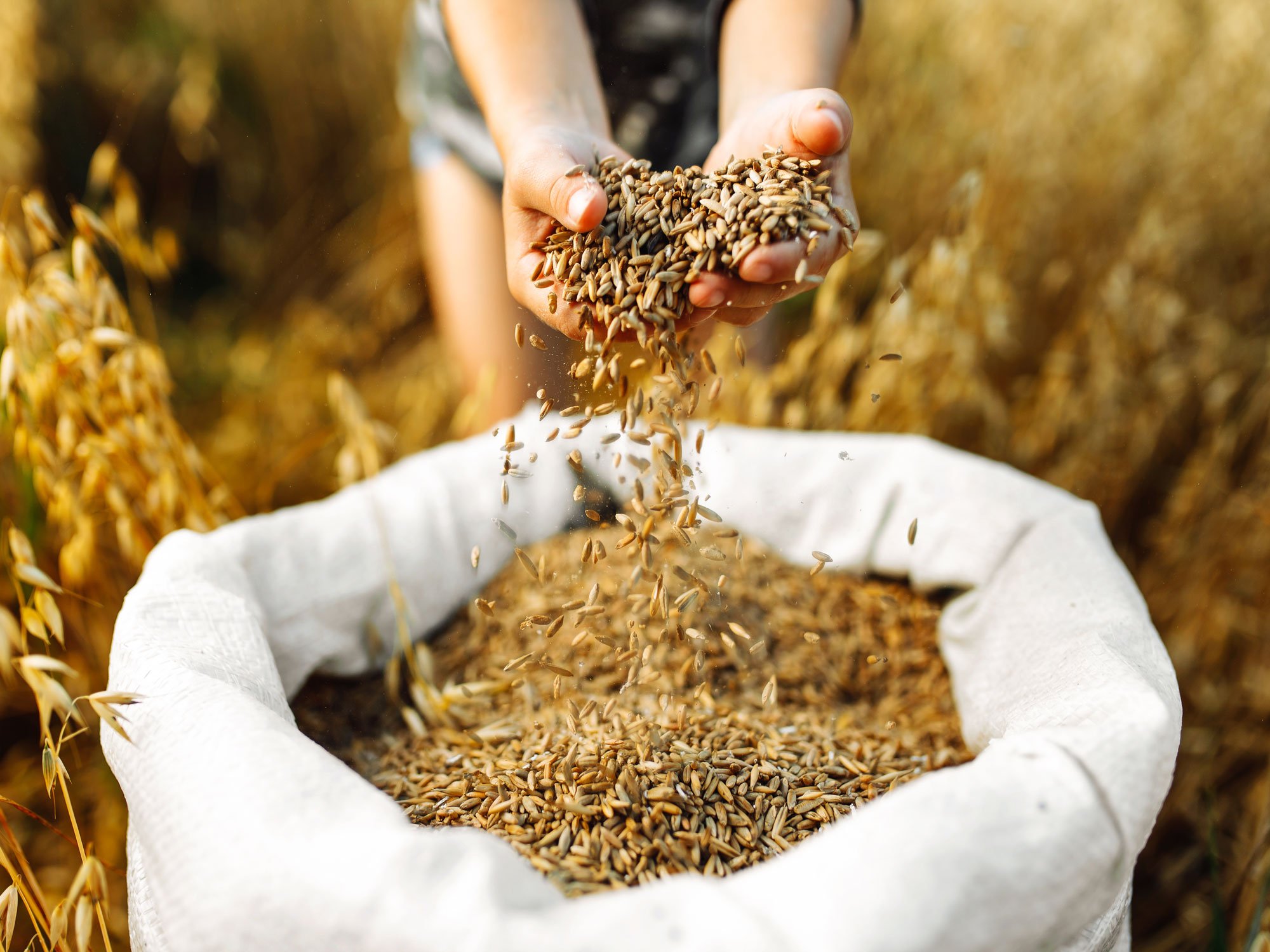 A photo of hands holding rice grains