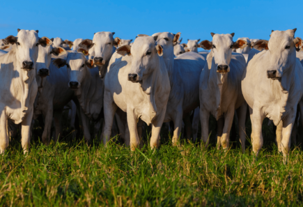 herd of Brazilian cattle