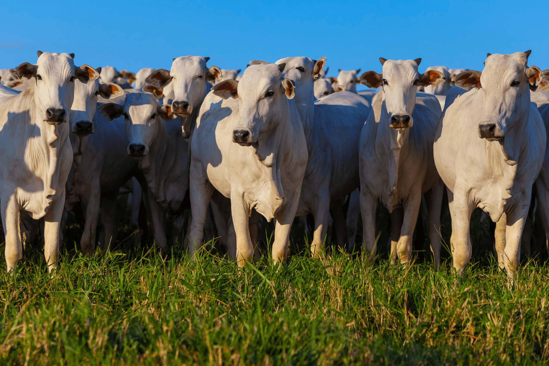 Herd of brazilian cattle