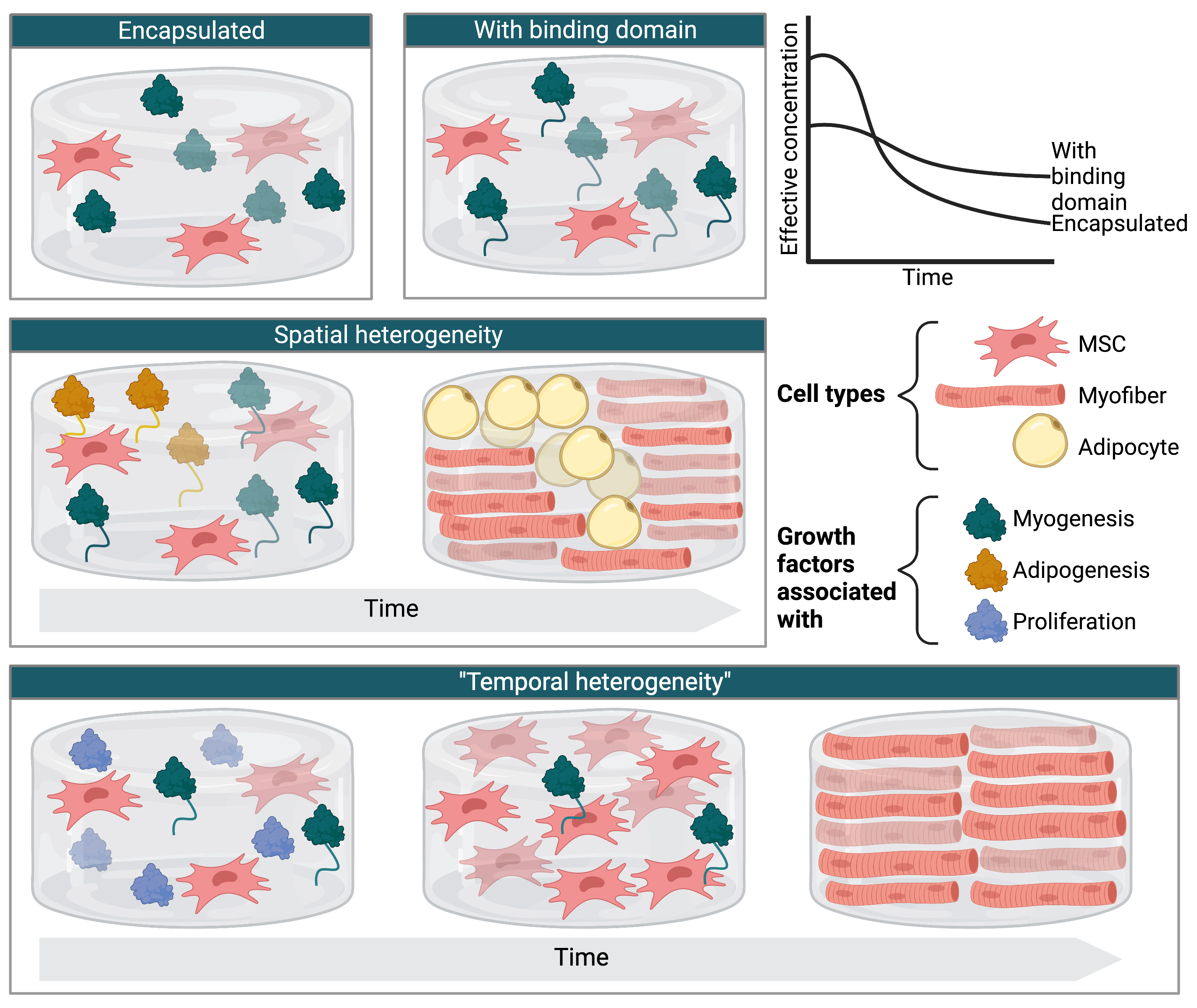 Illustrated images of hydrogel scaffolds containing gfs and cells. A graph shows the expected relationship between time and effective gf concentration when the gf is simply encapsulated (high peak early on followed by a rapid decline) versus anchored with a binding domain (lower initial peak but slower decline).