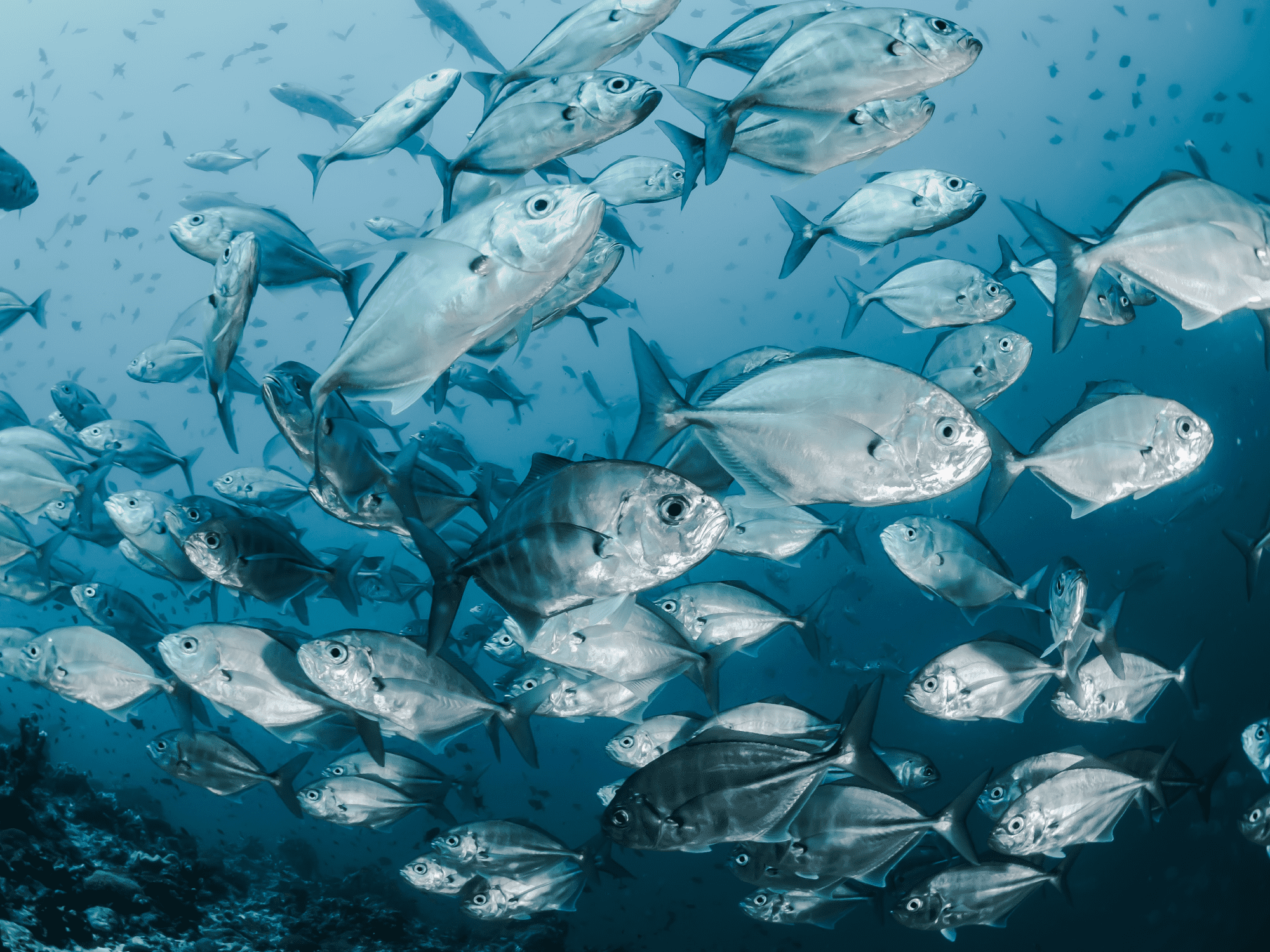 A school of fish in the ocean