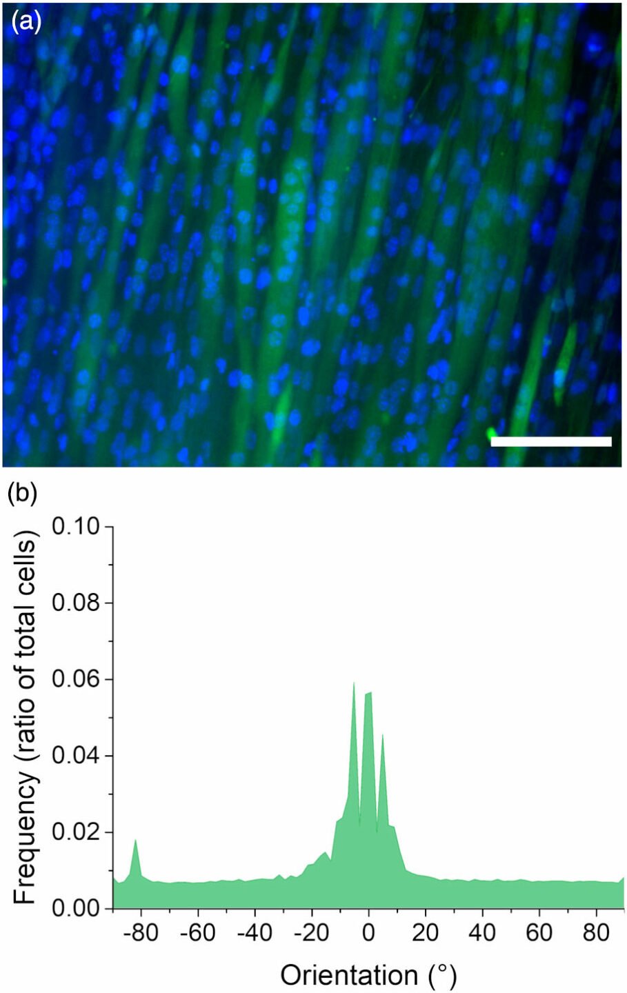 C2c12 myotubes on decellularized grass after 7 days in differentiation media. A fluorescence micrograph shows the myotubes and their nuclei, and a frequency graph shows that most of the myotubes are oriented in a consistent direction.