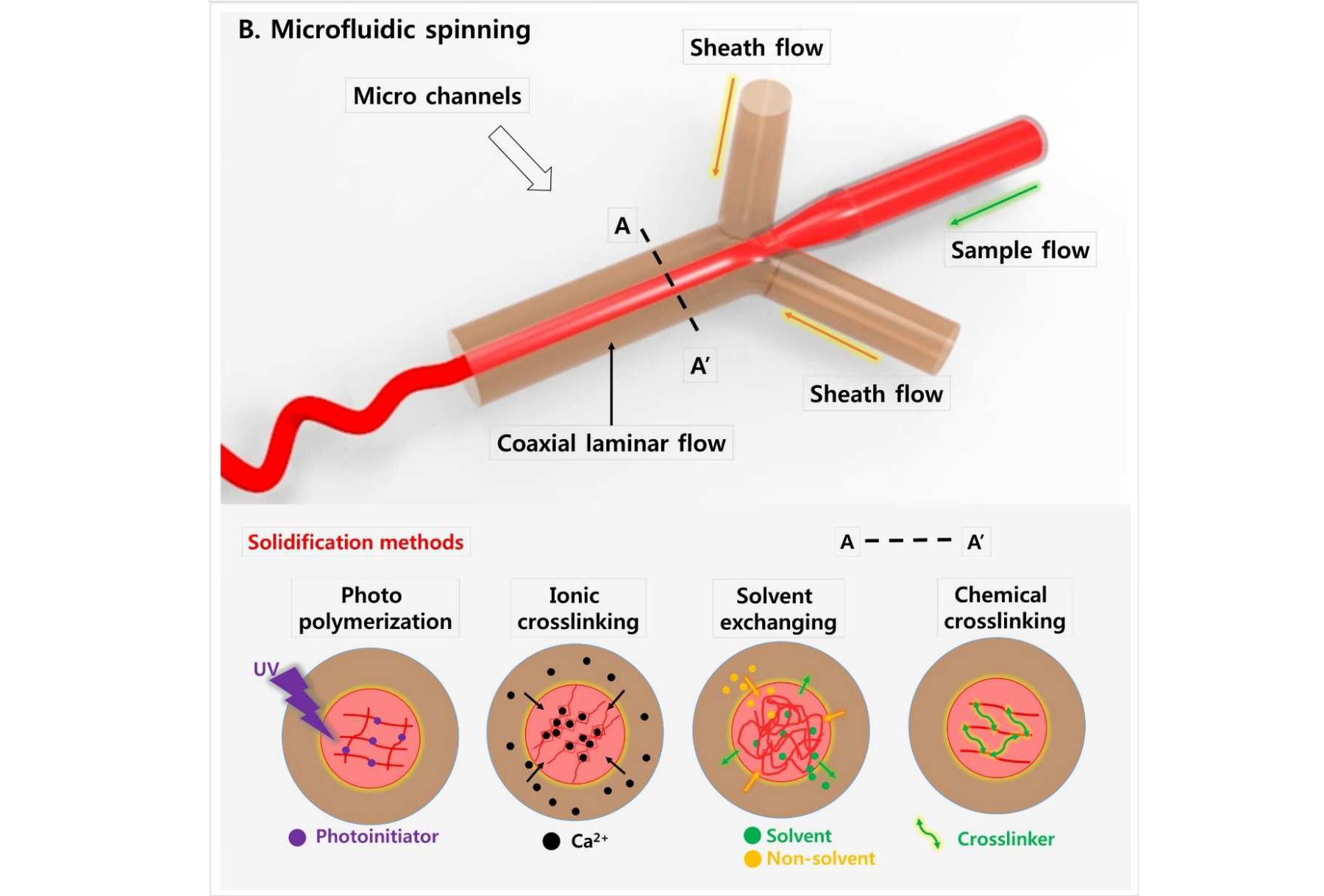 Visual depiction of microfluidic spinning.