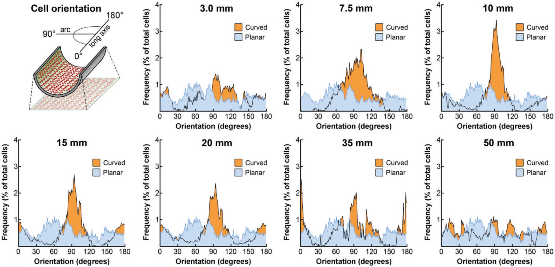 A schematic showing cells growing on a curved substrate, and frequency graphs showing the extent of alignment of cells grown on substrates with different levels of curvature, in comparison to planar substrates. Curved substrates of diameters ranging from 3 mm to 50 mm are shown, with the strongest alignment resulting from diameters of around 10-15 mm.
