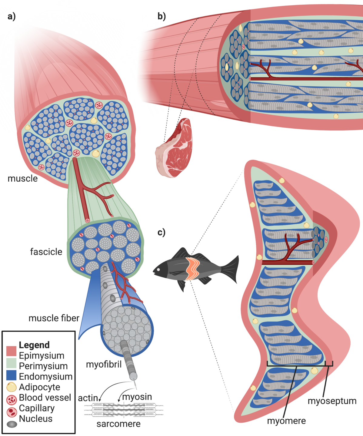 Schematic representation of the hierarchical structure of vertebrate muscle.