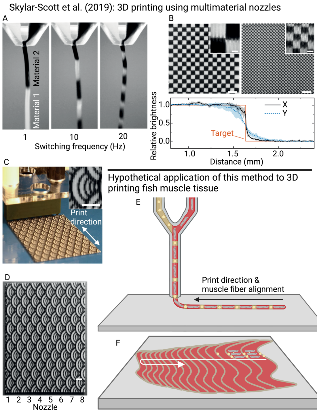 Images showing a method for multi-ink extrusion printing. Fibers made of alternating segments of black and white ink are shown coming out of the nozzle, and two examples are shown of how this method can be applied to produce complex 2d patterns. A schematic is also shown describing how this method could hypothetically be used to print a realistic filet of cultivated fish.