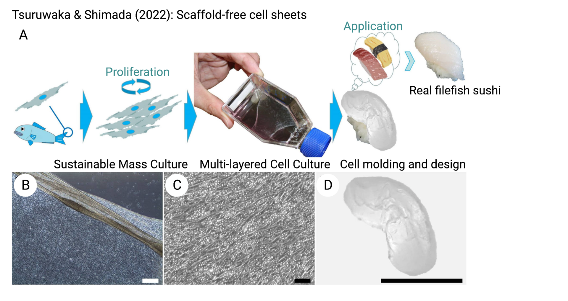 Schematic of the cultivation strategy used by tsuruwaka & shimada (2022), examples of muscle and adipose cell sheets, and small-scale cultivated filefish prototype.