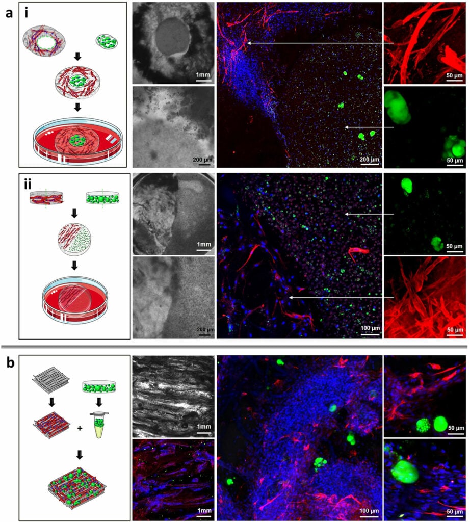 Schematics and fluorescence micrographs showing examples of how alginate hydrogel scaffolds can be used to create “marbled” patterns in a lab-scale cultivated meat prototype