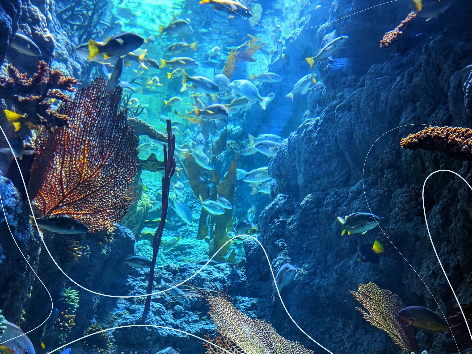 An image showing fish and a coral reef in the ocean